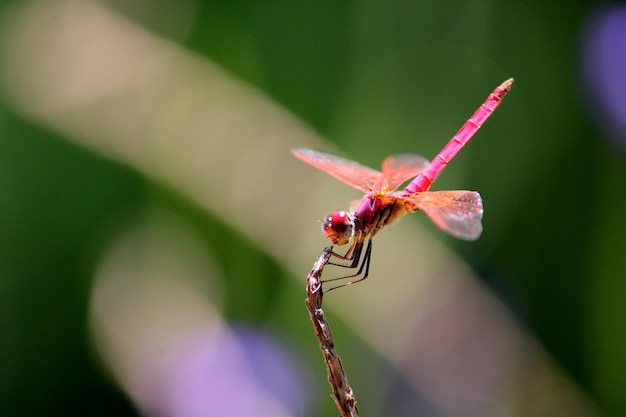 Libellula maschio di Trithemis Kirbyi con copyspace