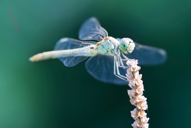 Libellula nella natura