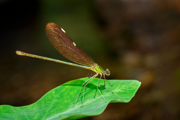 Libellula orientale dell'ala verde (femmina), neurobasi chinensis chinensis sulle foglie verdi