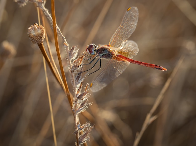 Libellula rossa nel loro ambiente naturale.