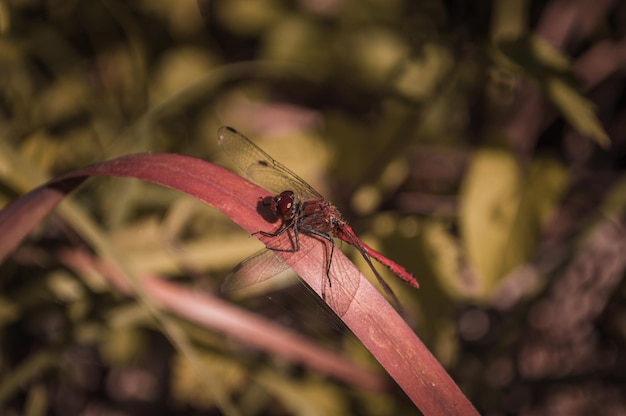 Libellula rossa su una foglia rossa di erba Foto del primo piano dell'insetto in autunno