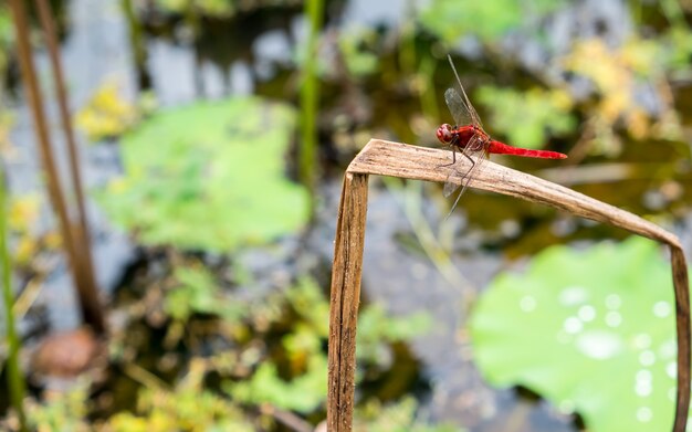 libellula rossa sull&#39;erba secca