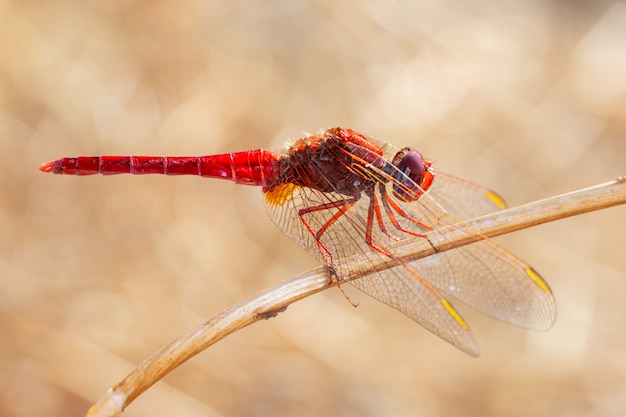 Libellula rossa