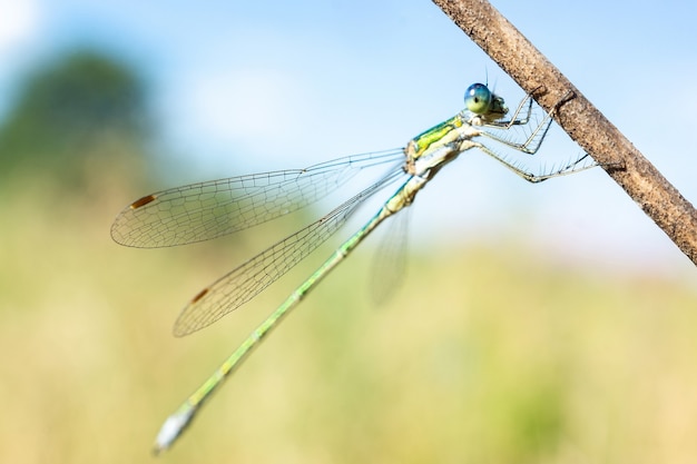 Libellula seduta su un bastone asciutto