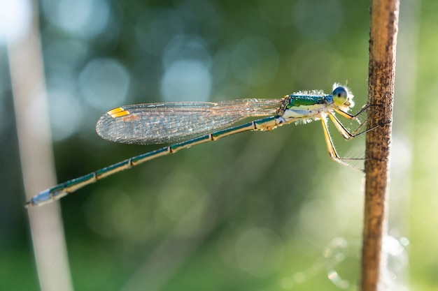 Libellula seduta su un bastone asciutto