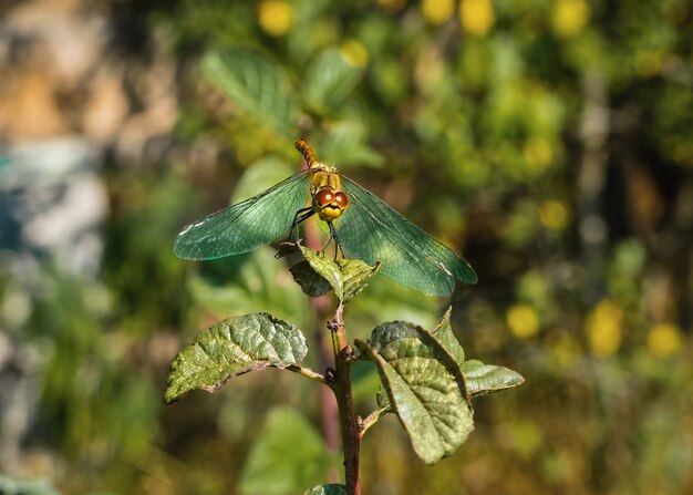 Libellula seduta su un ramo insetti in natura