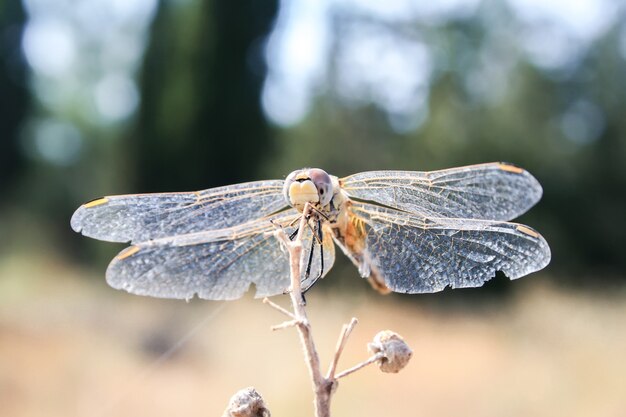 Libellula seduta su un ramo secco.