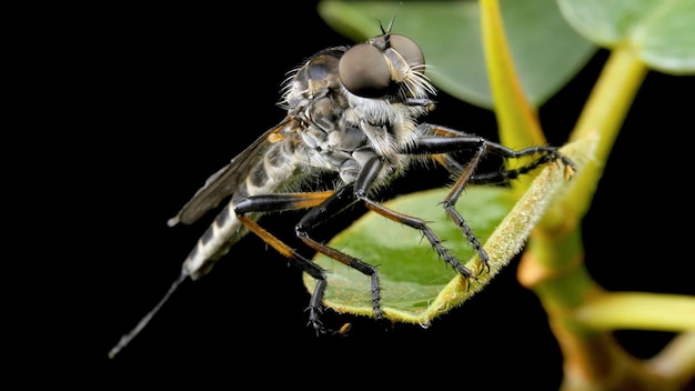 Libellula seduta su una foglia verde