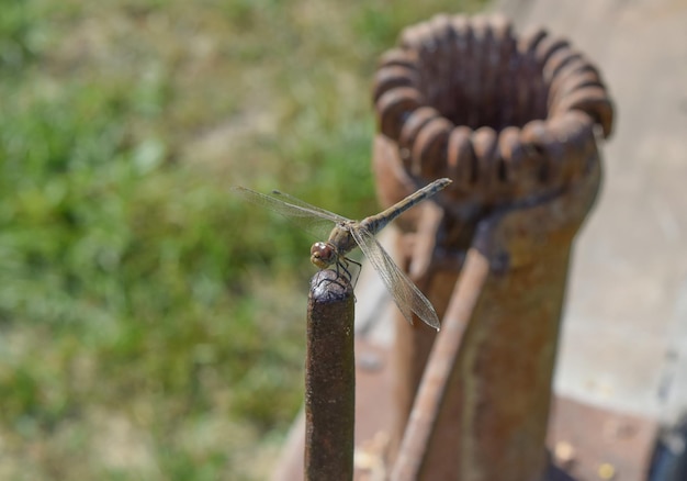 Libellula seduta sulla maniglia del Corncrusher manuale Insetti predatori