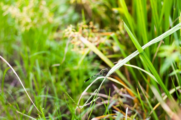 Libellula su riso nel campo della Thailandia