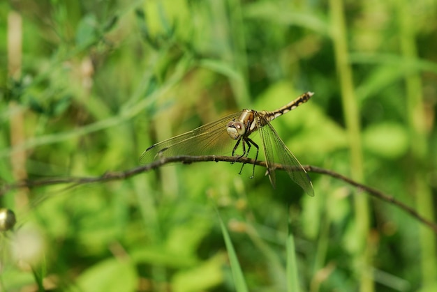 libellula su un ramo