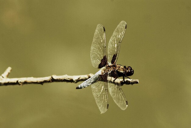 libellula su un ramo