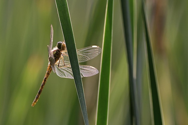 Libellula su un ramo