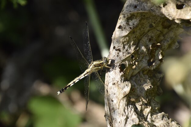 Libellula su una foglia di rafano Predatori di insetti