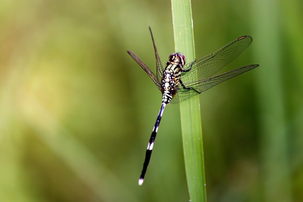 Libellula su una foglia verde