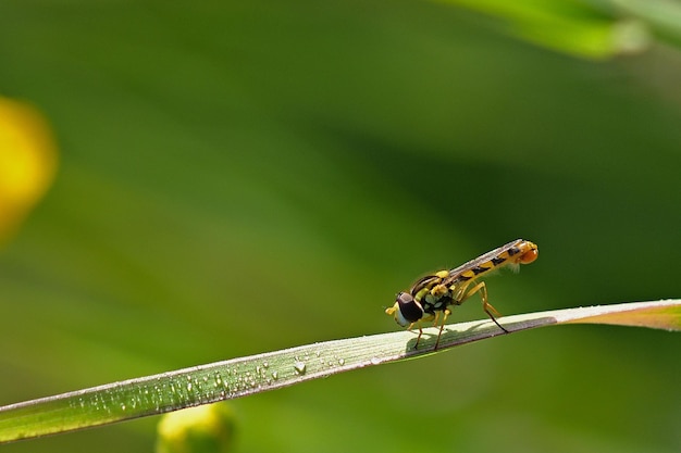 Libellula su una foglia verde