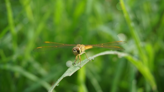 libellula sul fondo del bokeh verde della natura