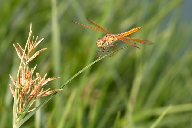 Libellula sull&#39;erba