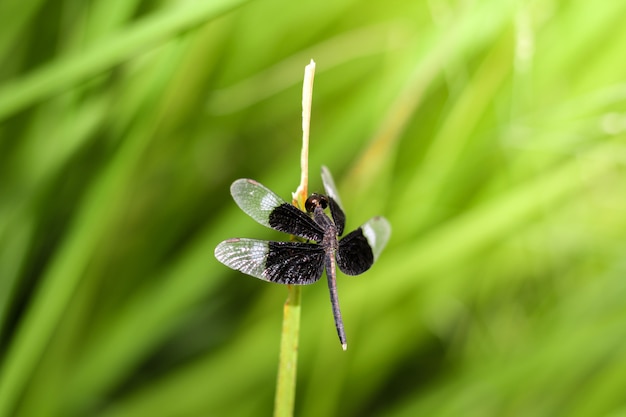 Libellula sull&#39;erba