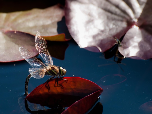 Libellula sulla ninfea.