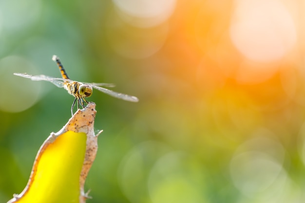 Libellula sulle cime degli alberi