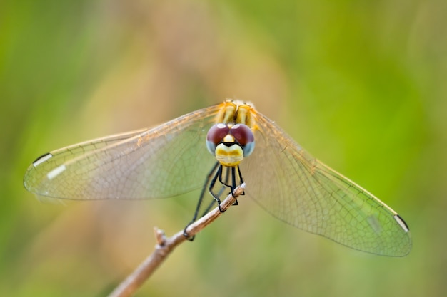 Libellula (sympetrum sp)