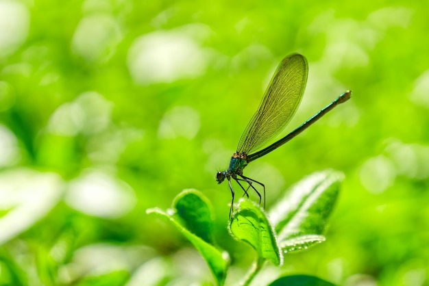 libellula verde da vicino Scatti macro natura scena libellula libellula verde nell'habitat naturale Calopteryx splendens maschio