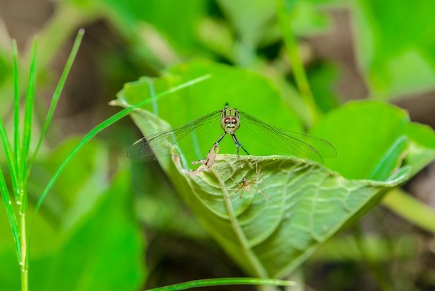 Libellula verde e gialla