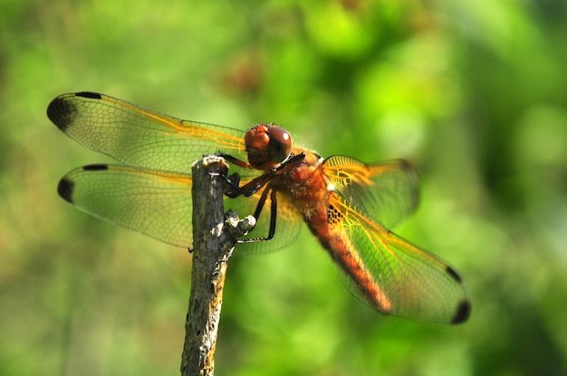 Libellula