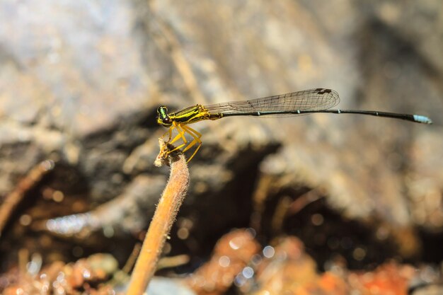 libellula