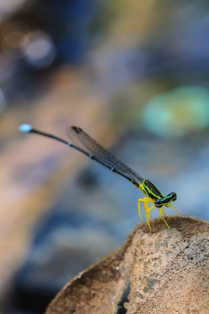 libellula