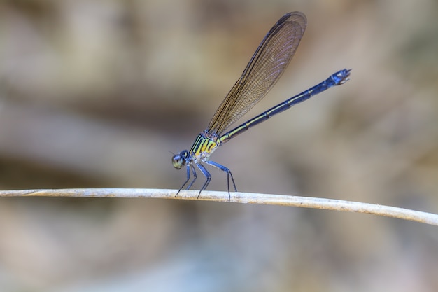 libellula