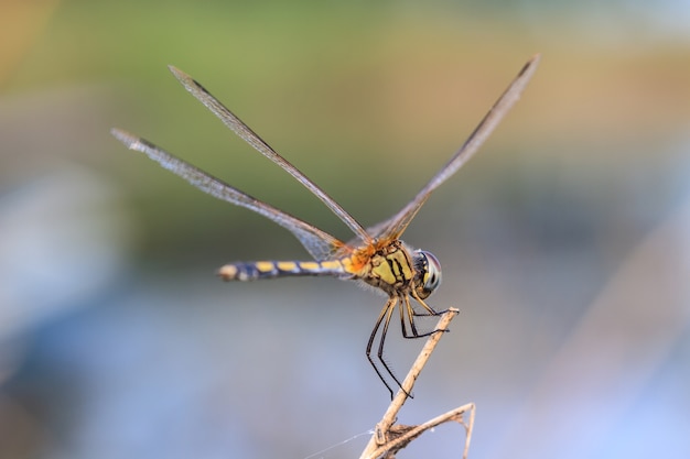 Libellula