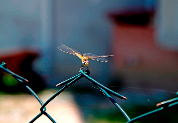 Libellula