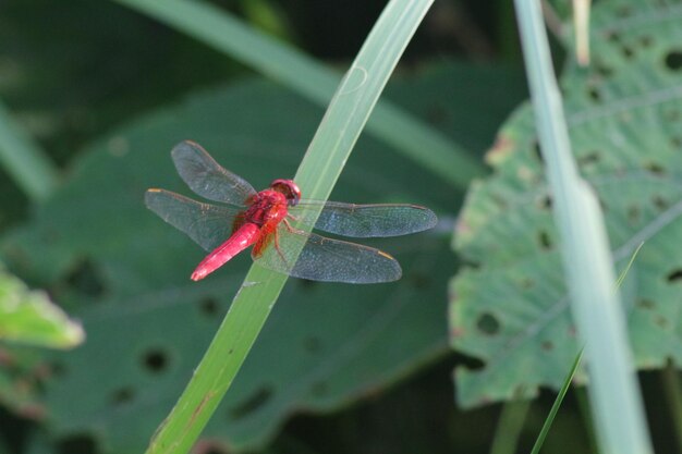 Libellula