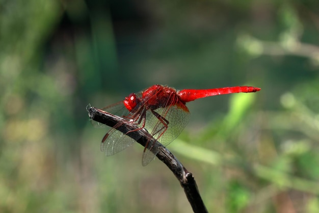 Libellula