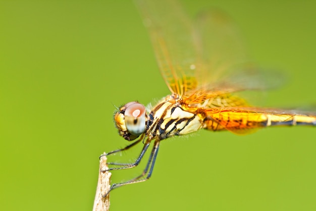 libellula