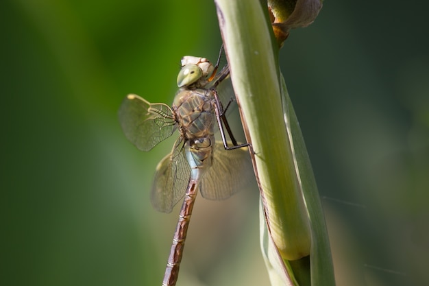 Libellula