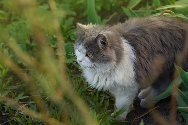 Libertà degli animali domestici e godersi il concetto di natura Gioia nella natura Felice giovane gatto all'aperto tra i fiori