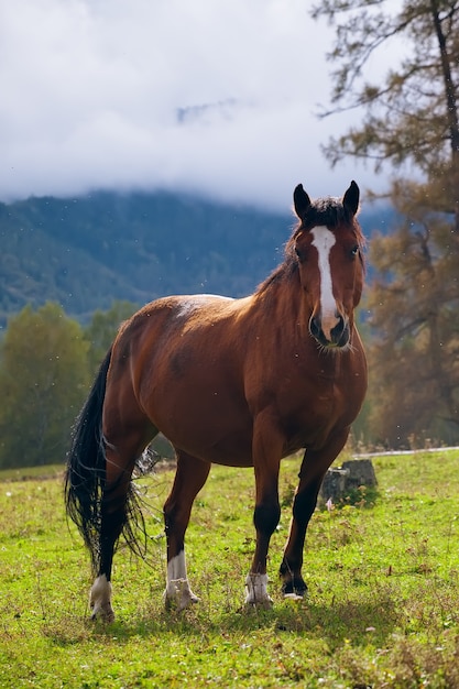 Libertà di ritratto di cavallo in montagna