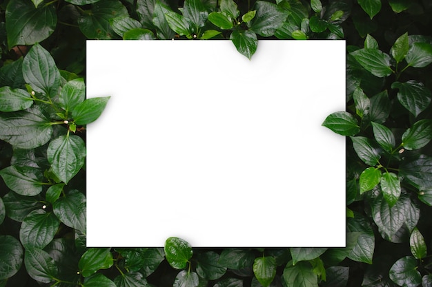 Libro bianco su foglie verdi texture vista dall'alto sfondo Layout creativo nel concetto di natura