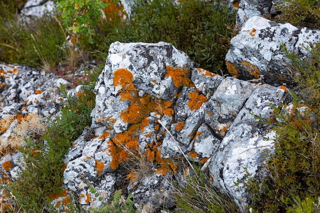 Lichen Brown muschio su pietre calcaree marmoree Sfondo