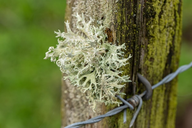 Lichene su un tronco di legno di un recinto spinato in campagna in primavera