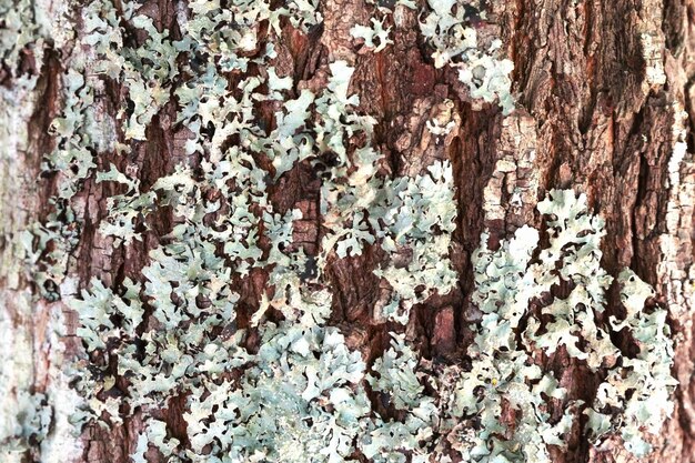 Licheni e funghi sulla corteccia di un albero.