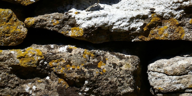 Licheni su una parete di roccia al sole