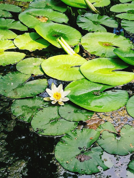 Lili d'acqua di loto nel lago