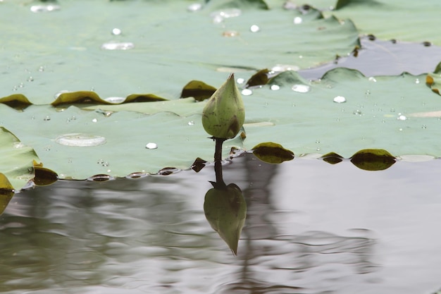 Lili d'acqua di loto nel lago