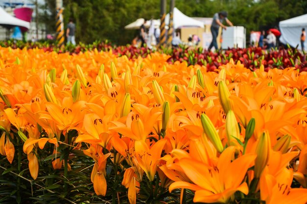 Lilium arancione nel parco