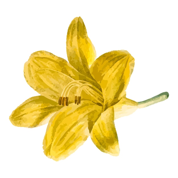 Lilium parryi giallo png illustrazione di fiori sfondo trasparente