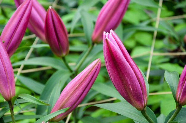 Lilium rosa nel parco